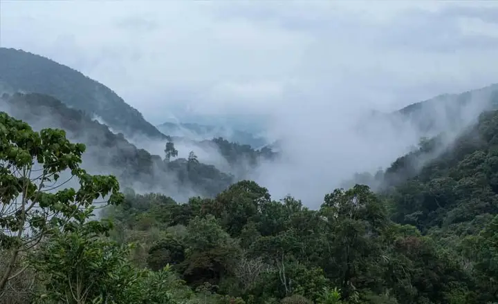 Exploring the Cloud Ocean's Origins in Cloud Forests in Iran