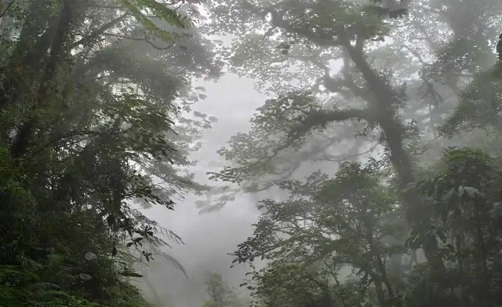 What are the sights of the cloud forest in Iran?